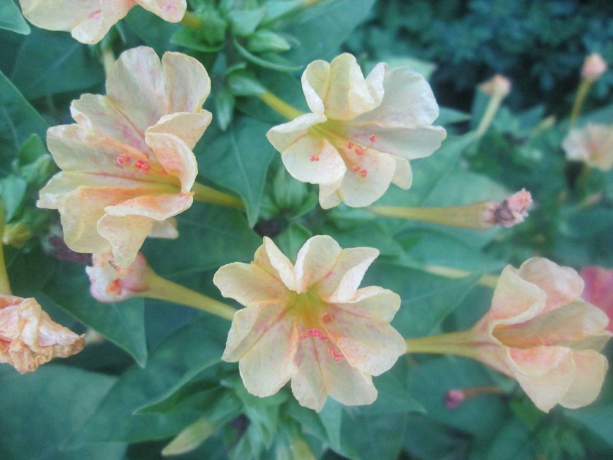 Поле цветов вечером