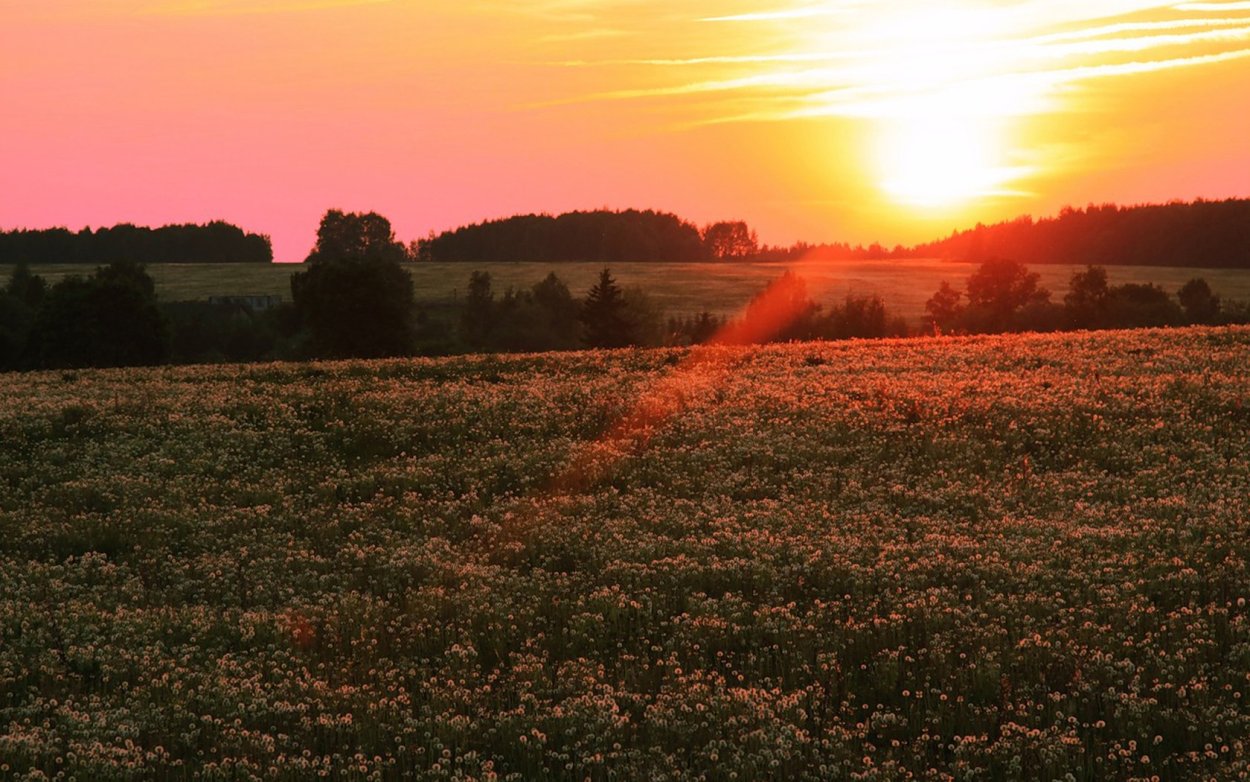 Мирабилис на клумбе