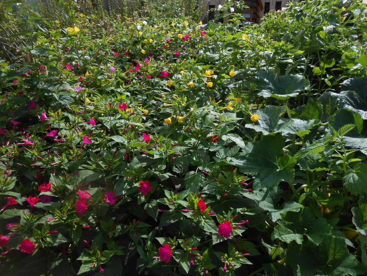 Энотера и мирабилис