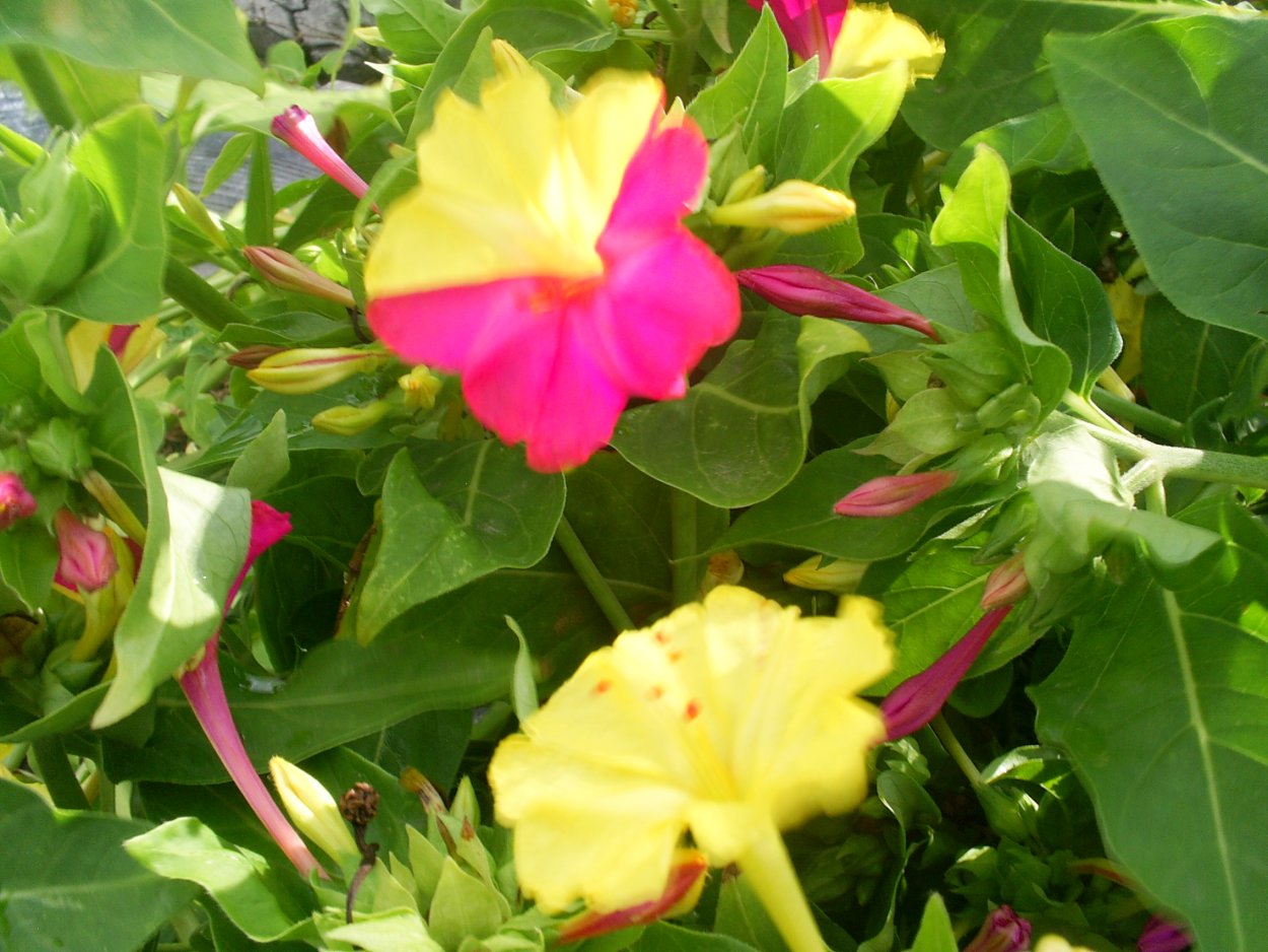 Мирабилис цветок