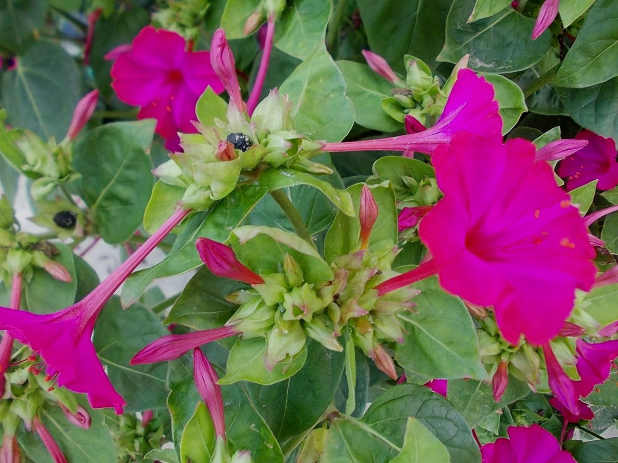 Мирабилис пурпурный