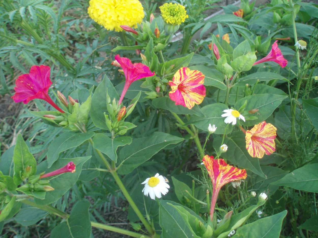 Лихнис халцедонский Зорька