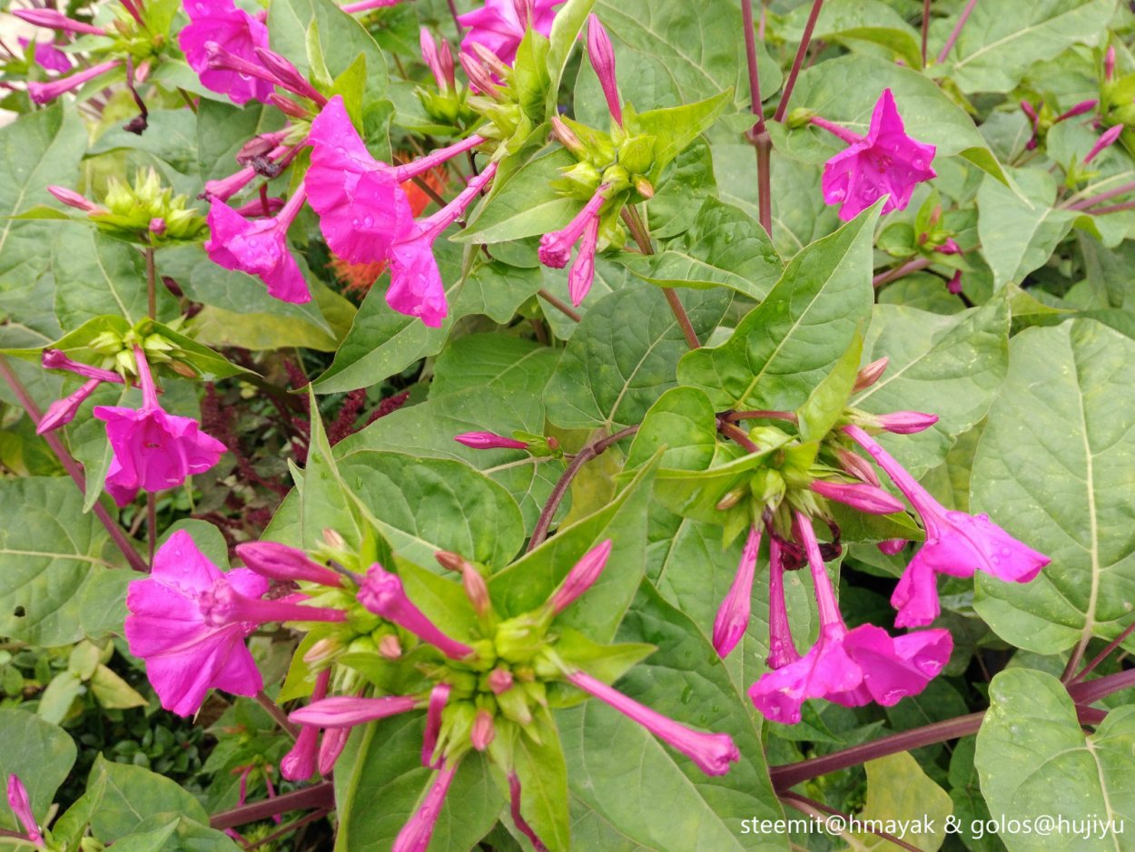 Цветок ночная красавица мирабилис