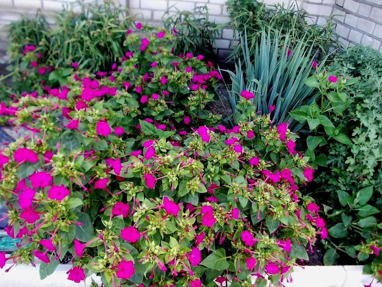 Мирабилис пурпурный леденец