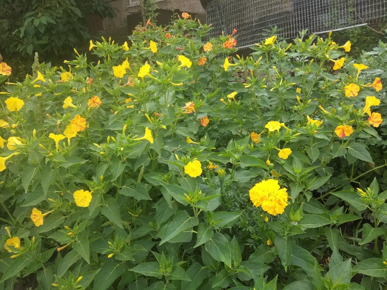 Мирабилис длинноцветковый