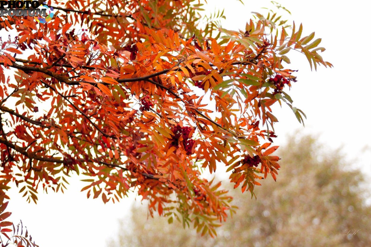 Рябина дерево лист плод