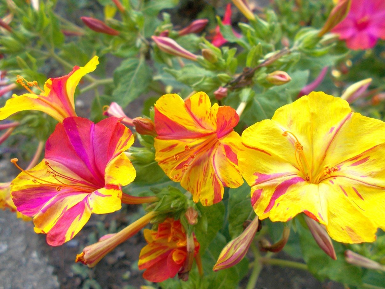 Реликвия цветы