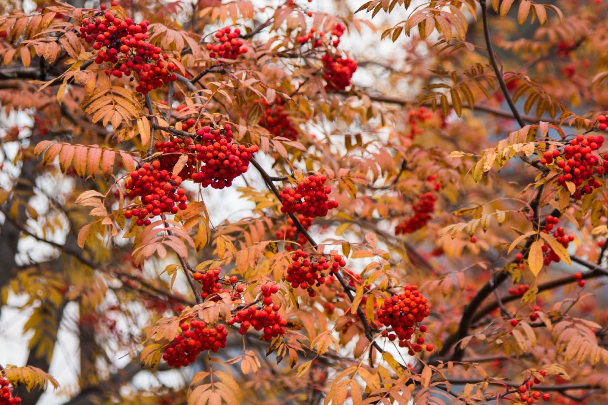 Рябина Вефед