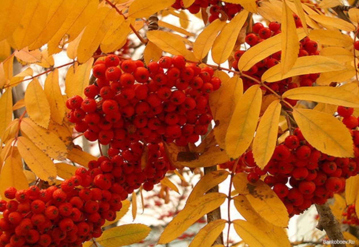Рябина красная рябина осень
