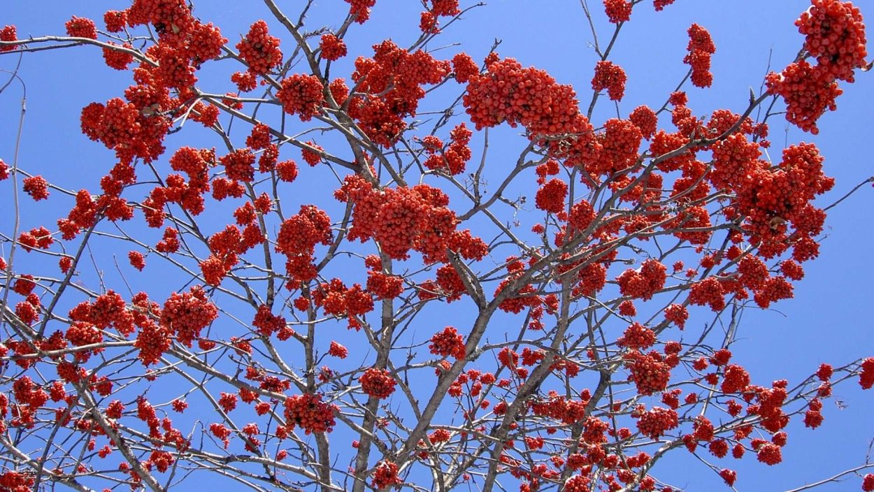 Осень рябина на рабочий стол