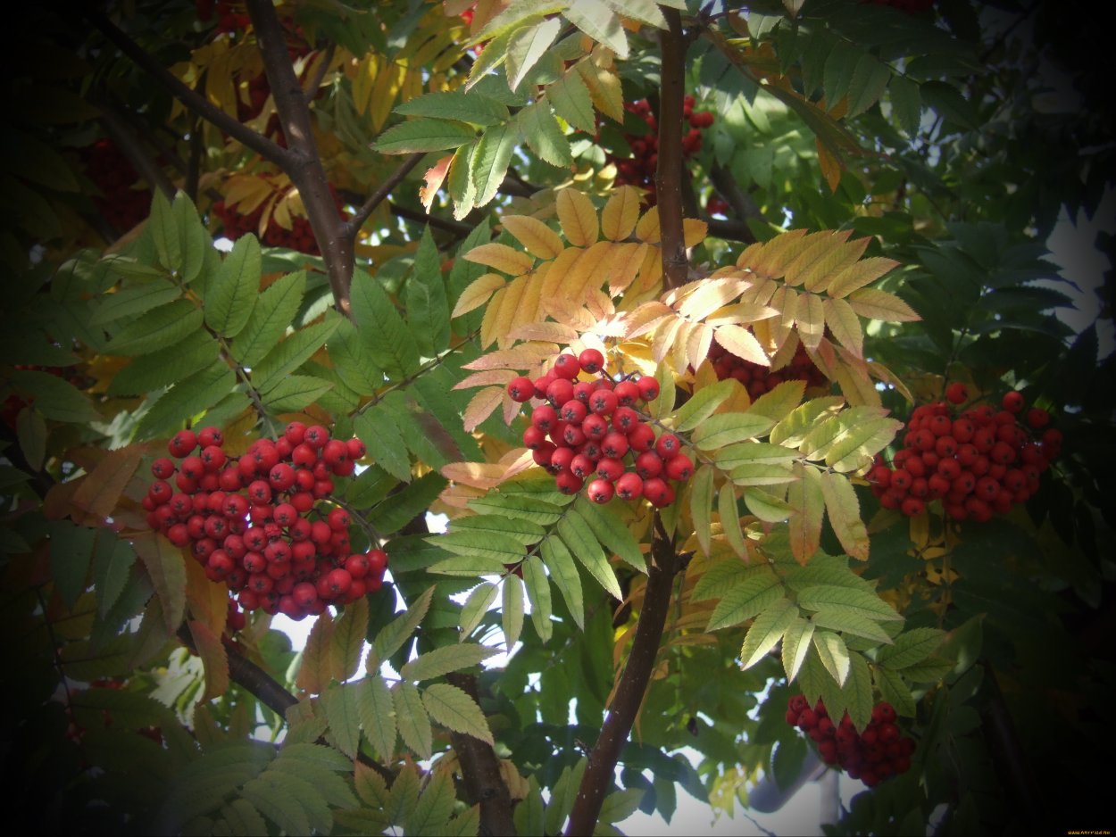 Лиственные деревья рябина