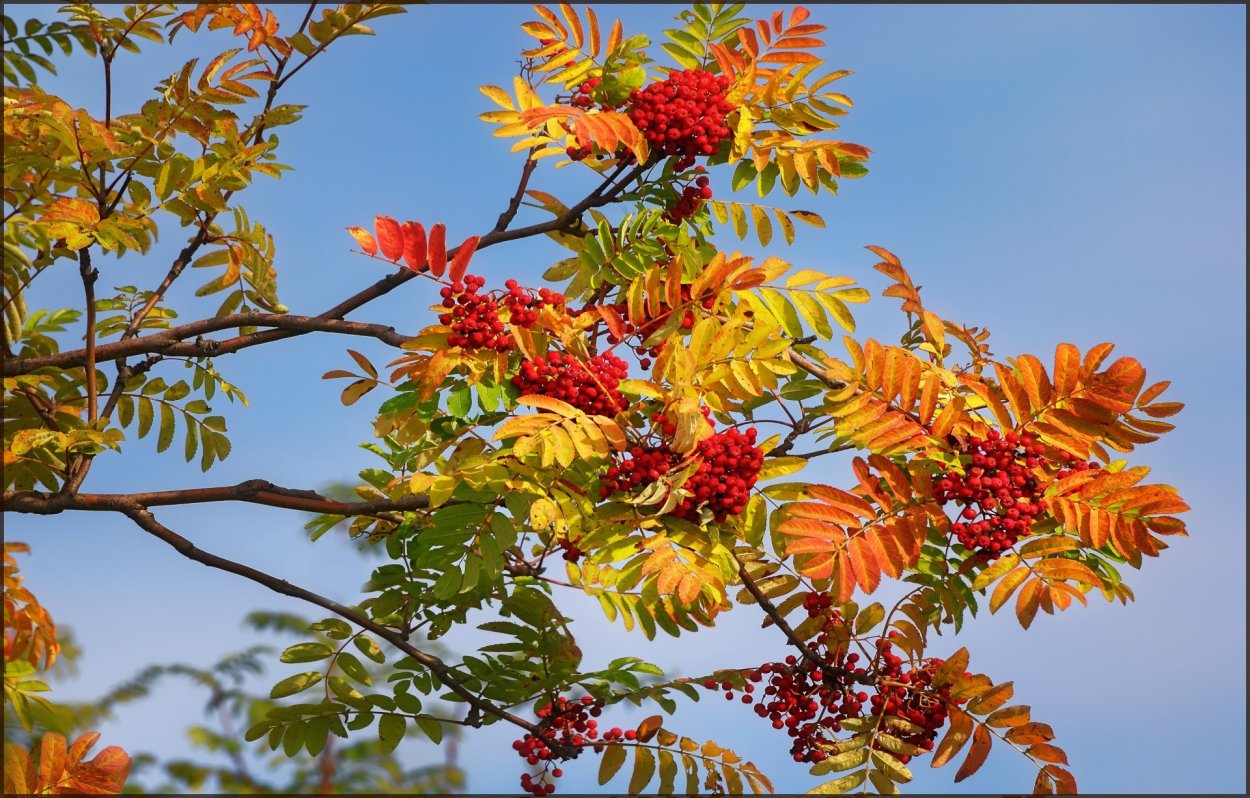 Рябиновый куст