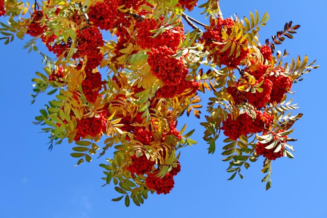 Осень рябина