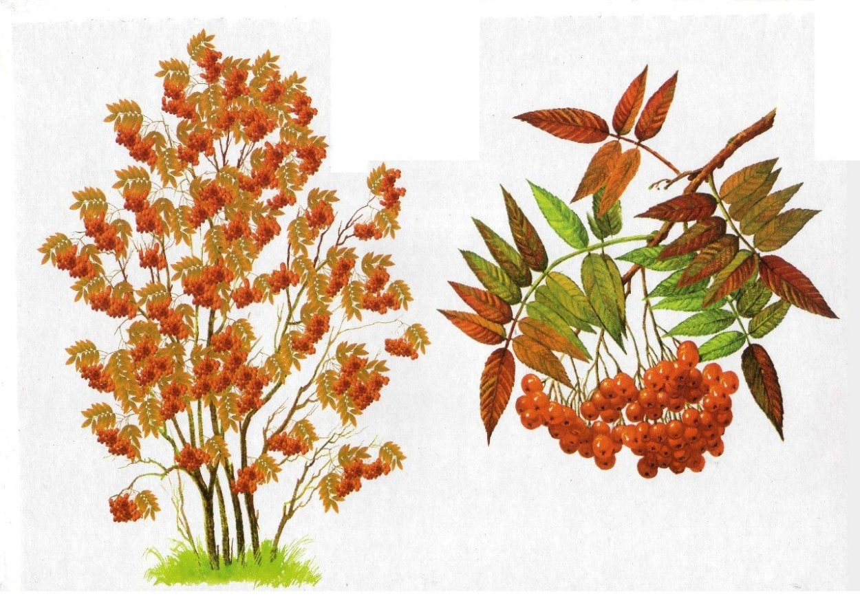 Гроздь рябины