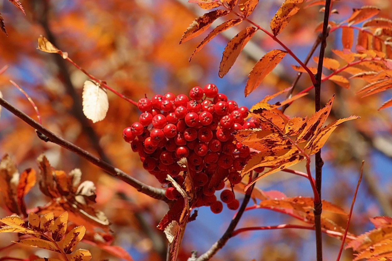 Листопад рябины