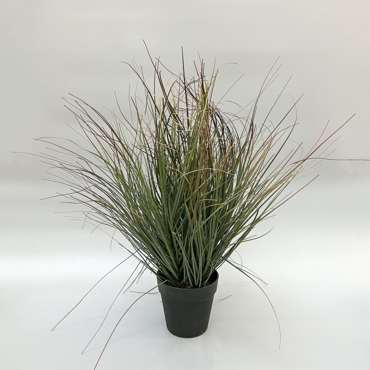 Мискантус в кашпо