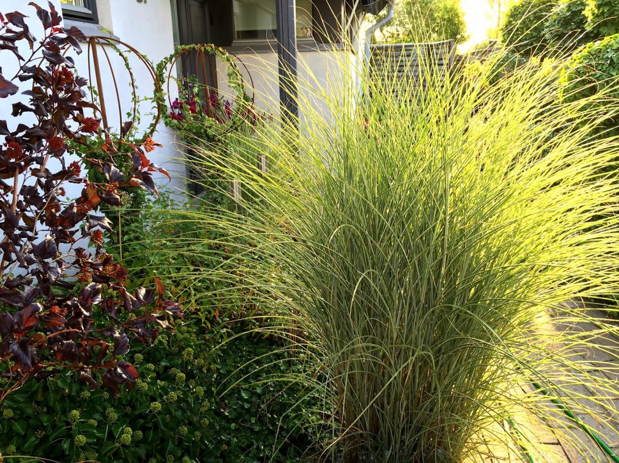 Мискантус в горшке