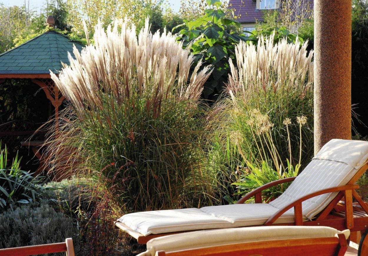 Мискантус Монинг Лайт