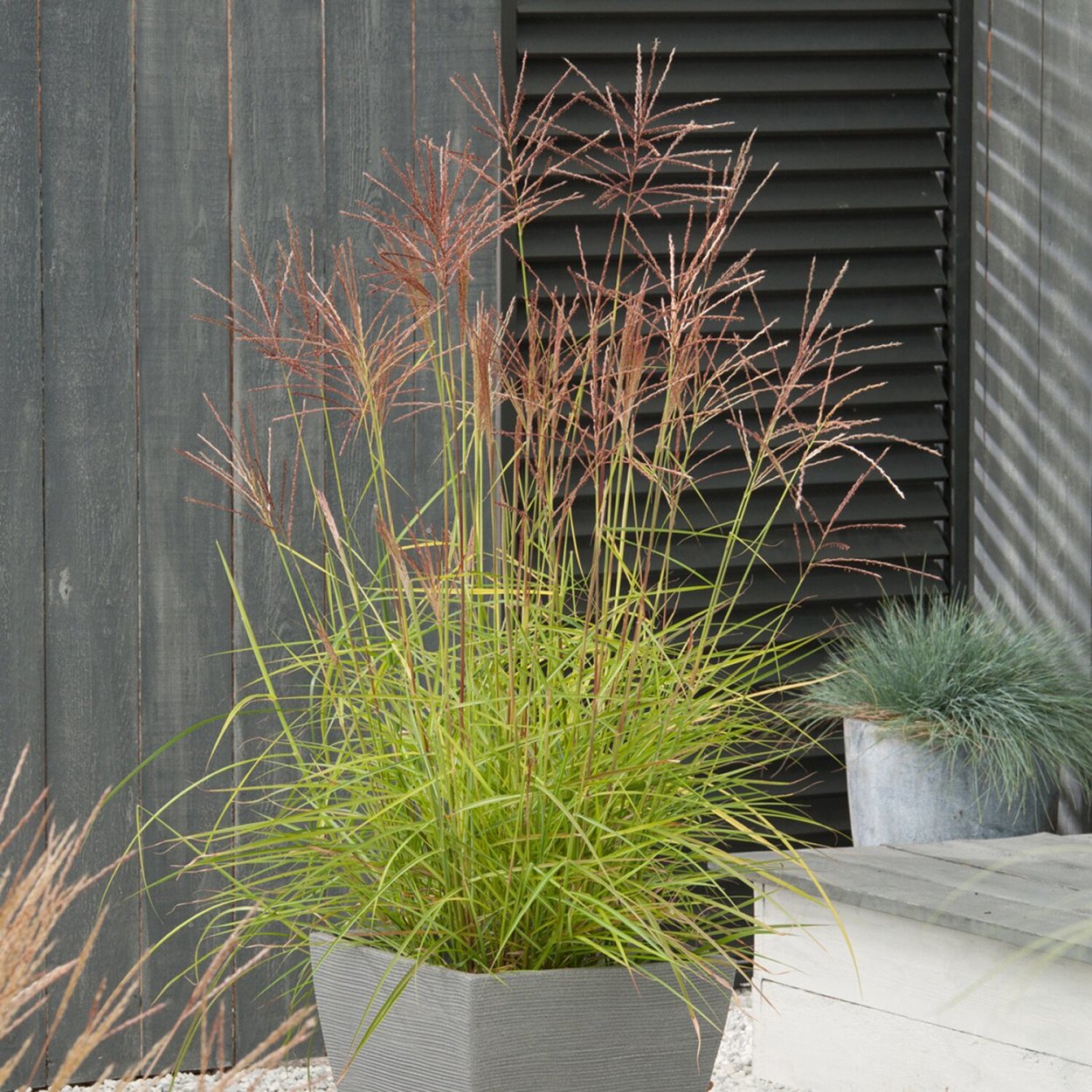 Мискантус Ротфедер