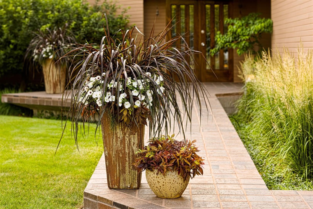 Хлорофитум овсяница кашпо