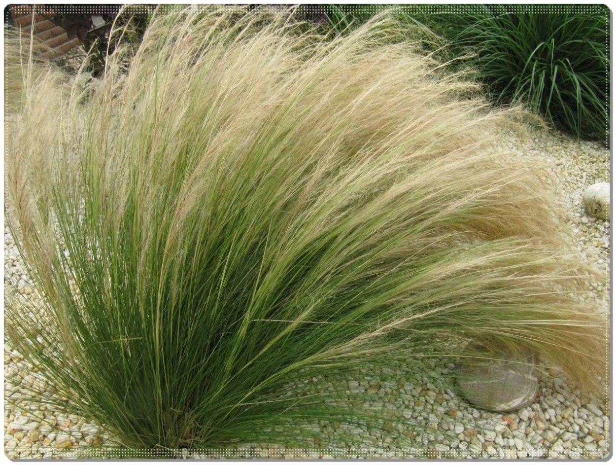 Осока Морроу Вариегата