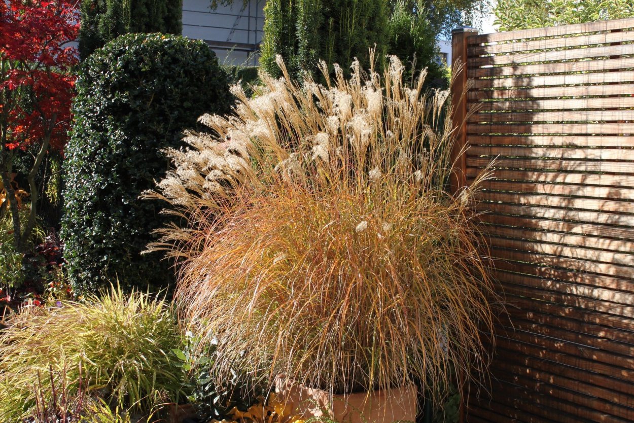 Мискантус китайский Монинг Лайт