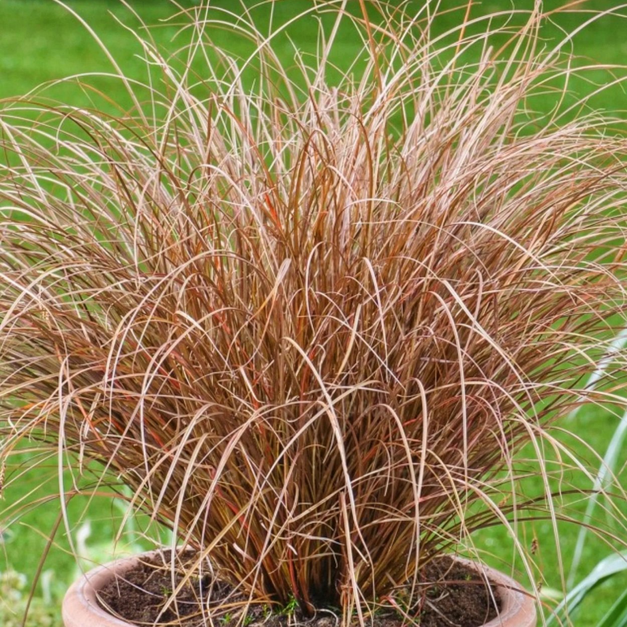 Косы из травы