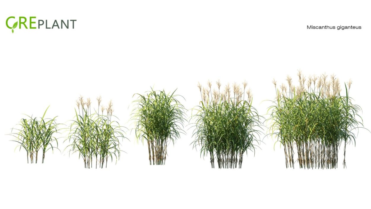 Мискантус сухоцвет