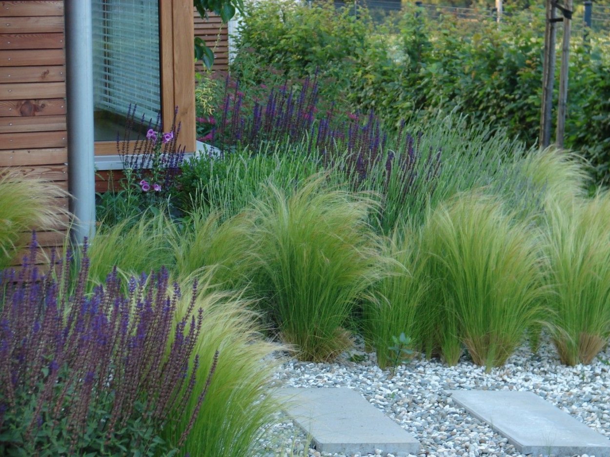 Купить мискантус китайский гигантский