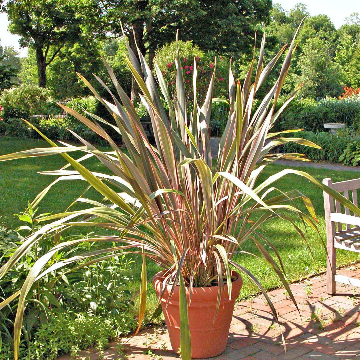 Мискантус Императорский