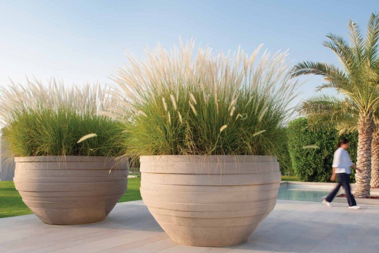 Мискантус Полевица