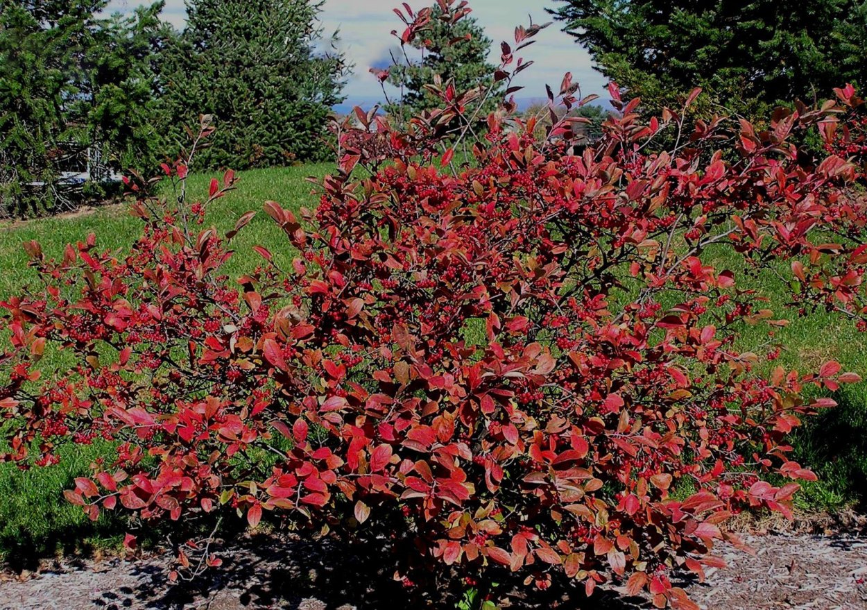 Арония красная (арбутолистная)