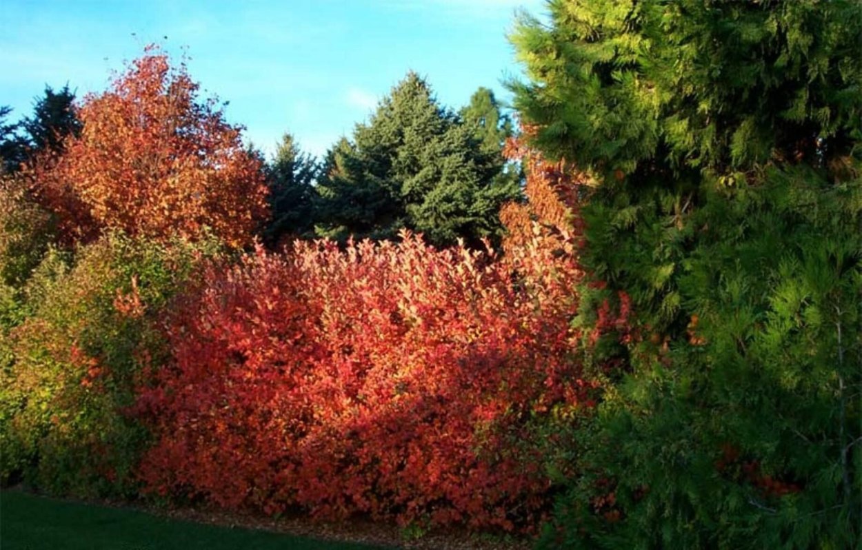 Арония Хугин в ландшафтном дизайне