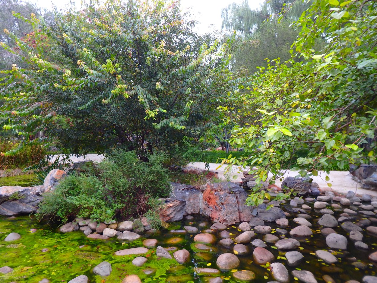 Черноплодная рябины в озеленении парков