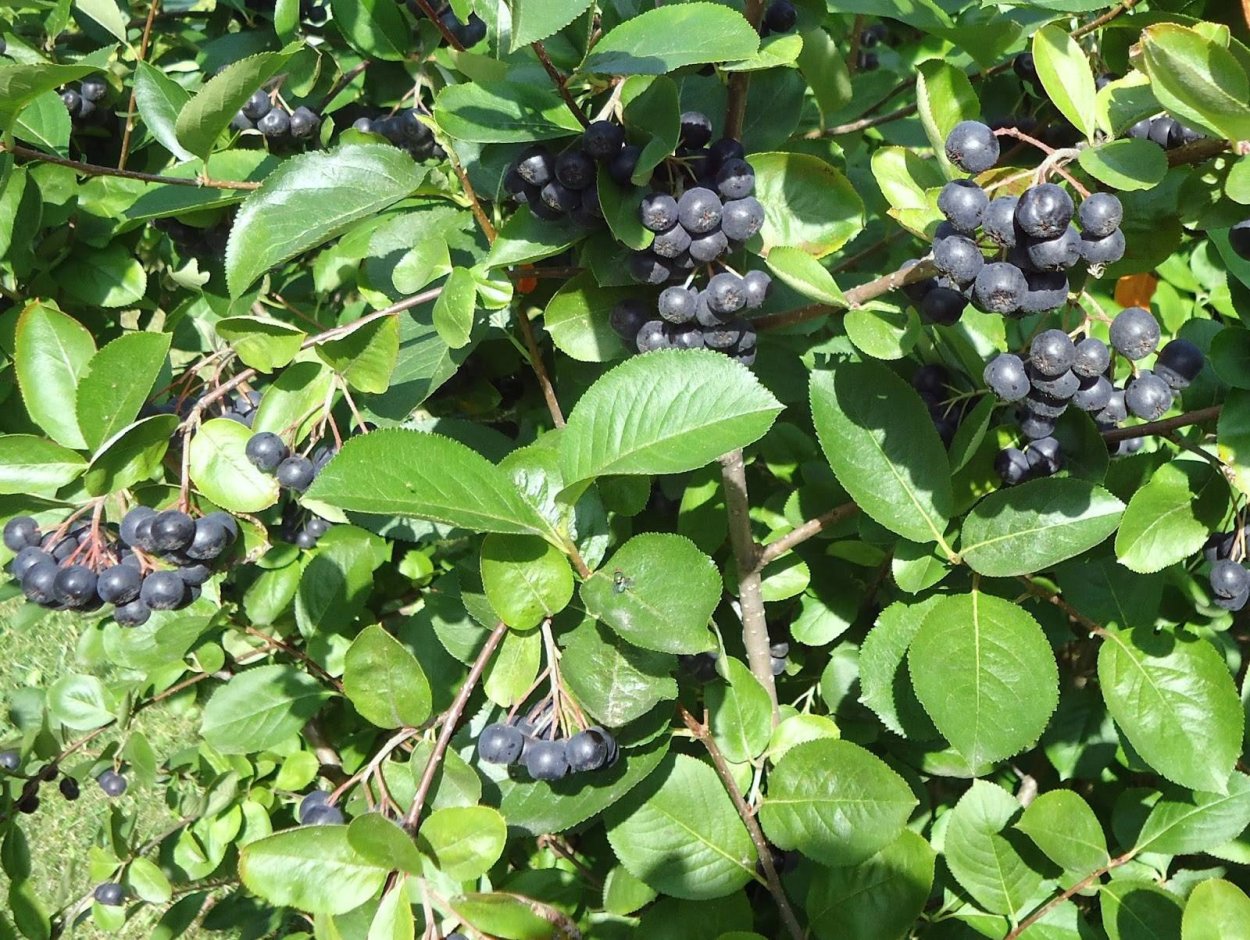 Калина черноплодная