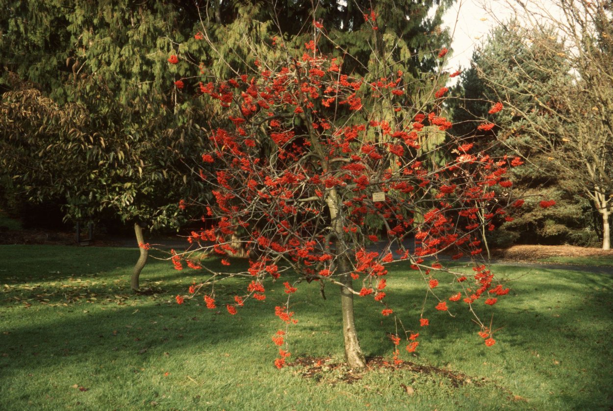 Рябина обыкновенная Sorbus aucuparia “pendula”