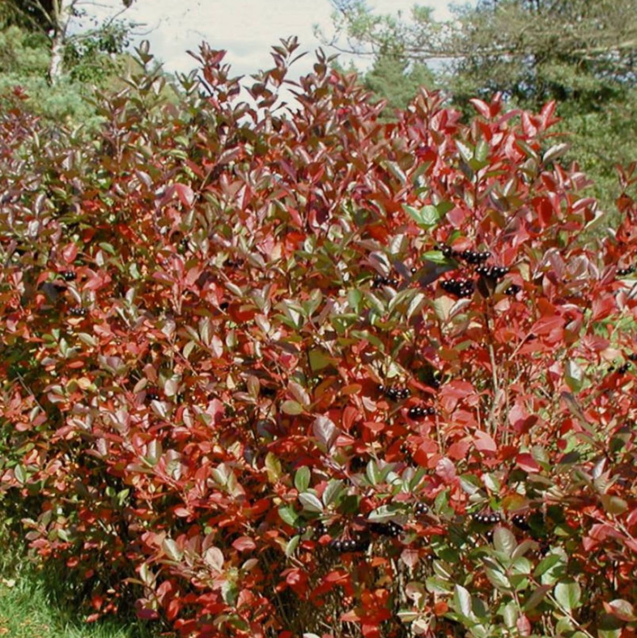 Арония черноплодная «Хугин»