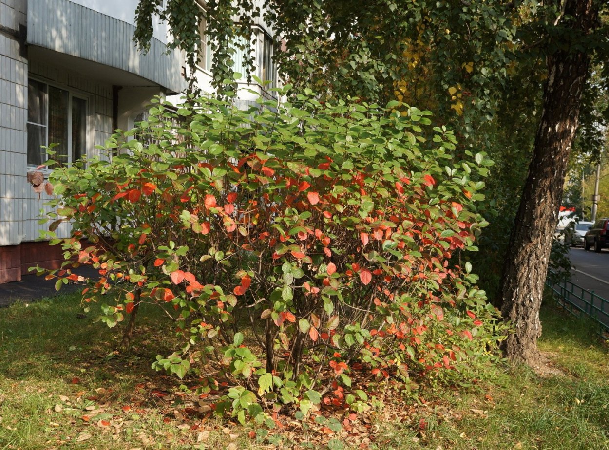 Арония рябина черноплодная куст