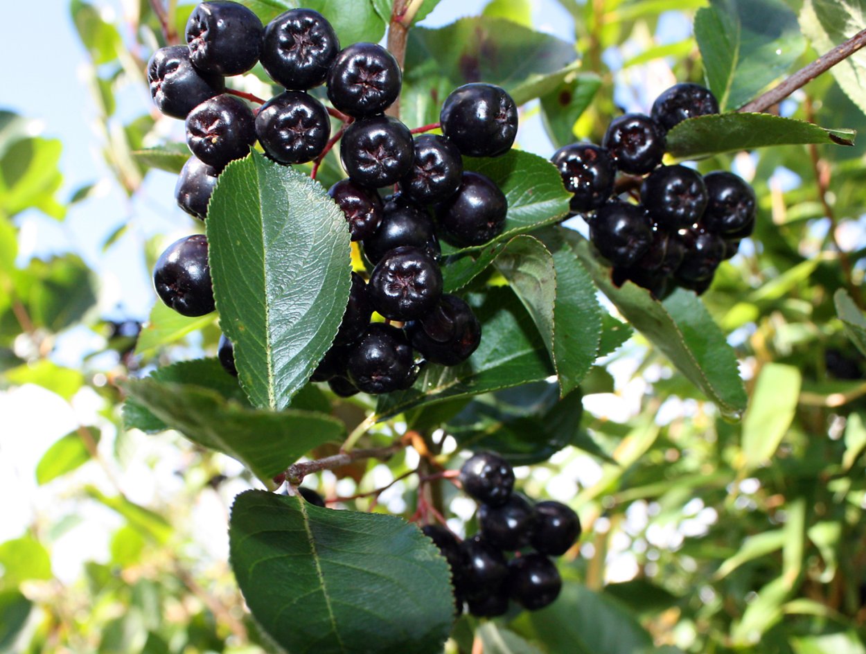 Арония черноплодная (лат. Arónia melanocárpa )