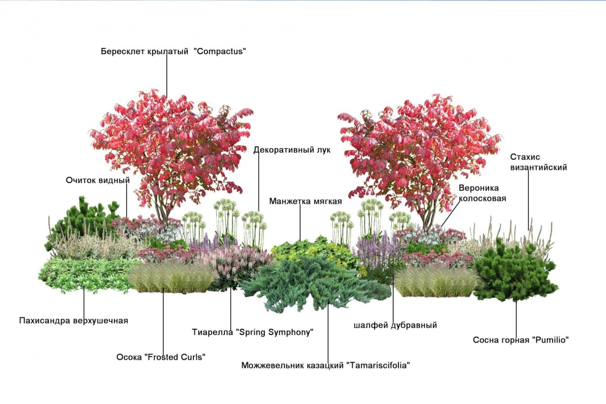 Бересклет крылатый Компактус на штамбе