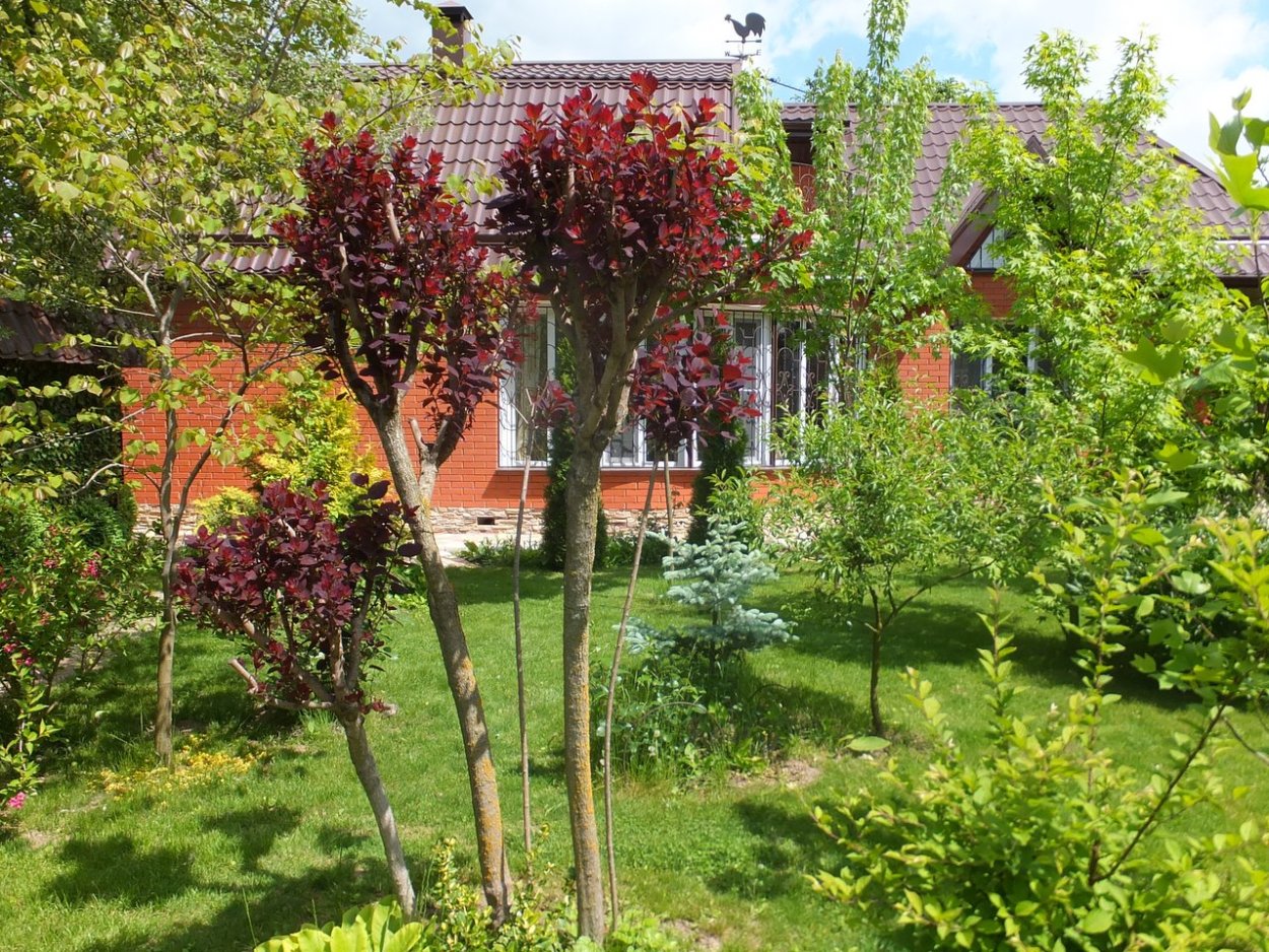 Рябина ликерная в ландшафтном дизайне