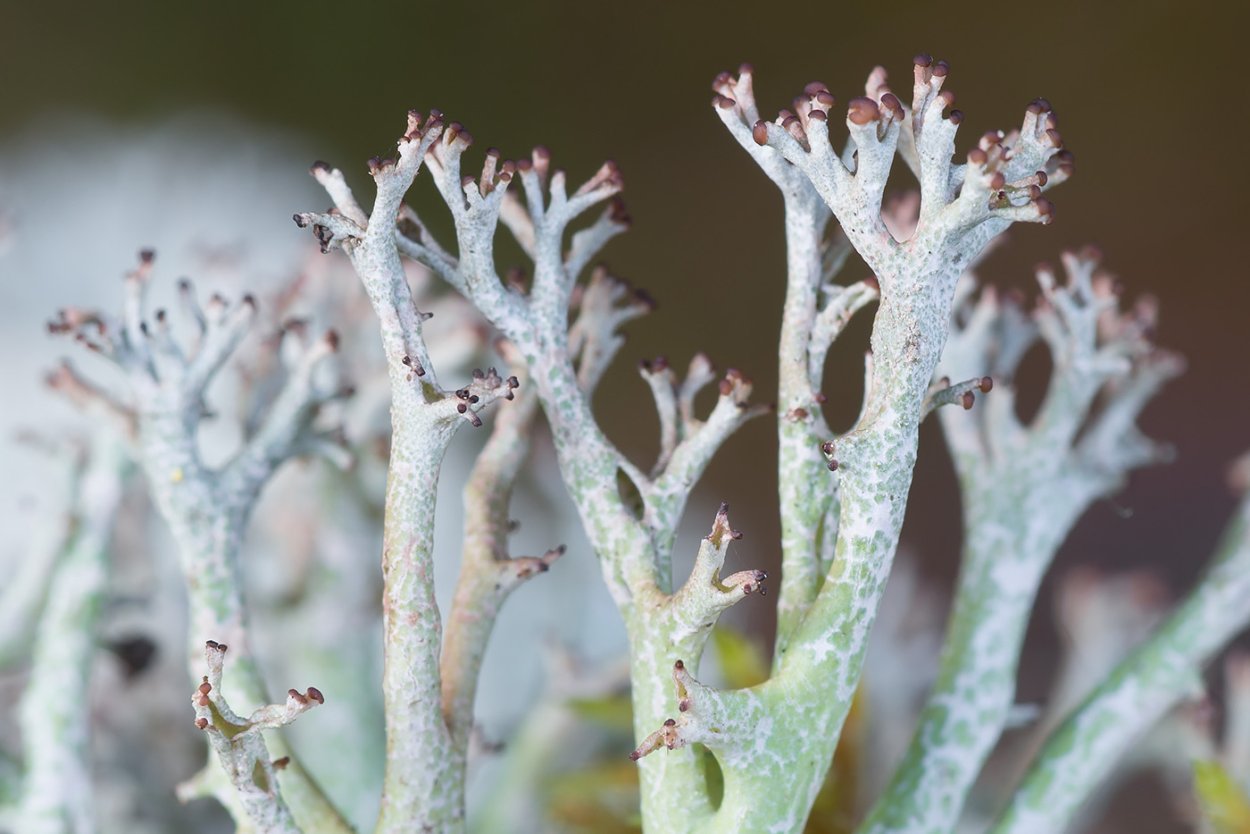 Cladonia furcata
