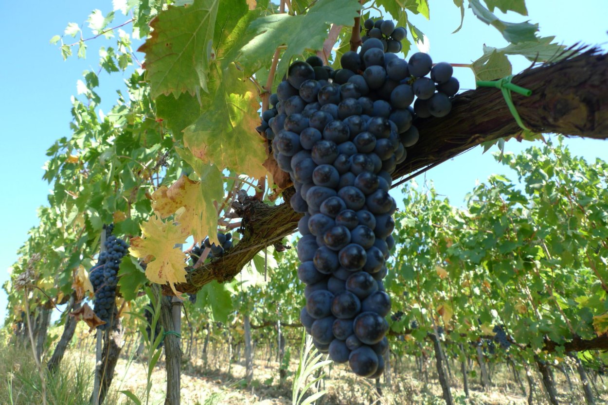 Виноградная лоза