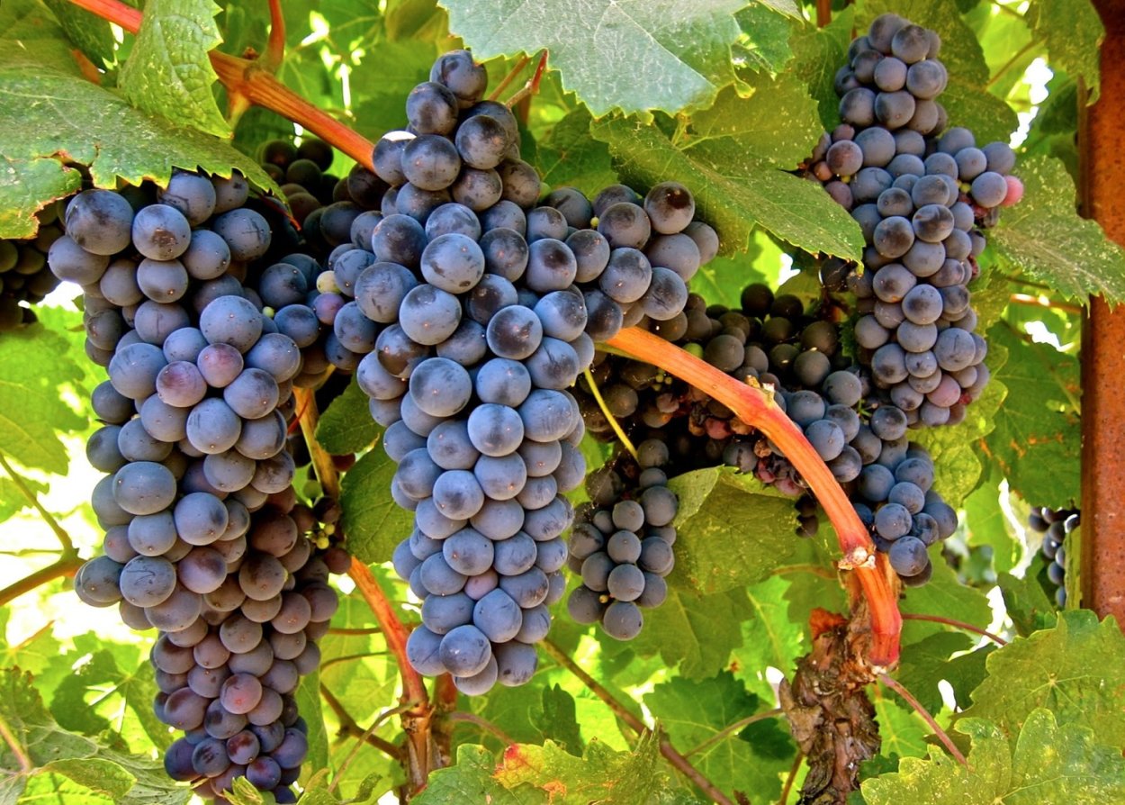 Лемнио виноград