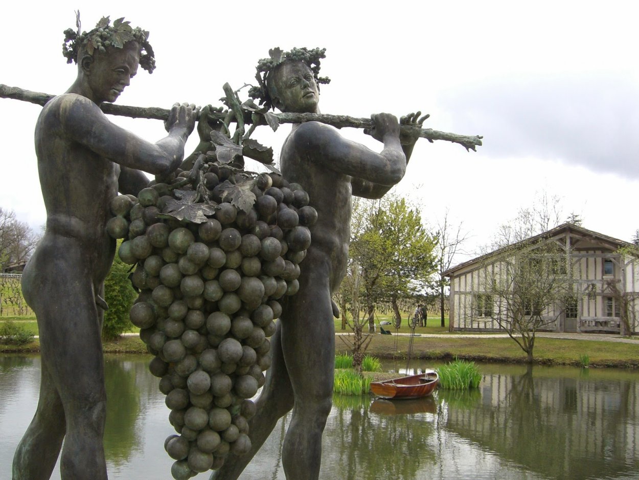 Мерло сорт винограда