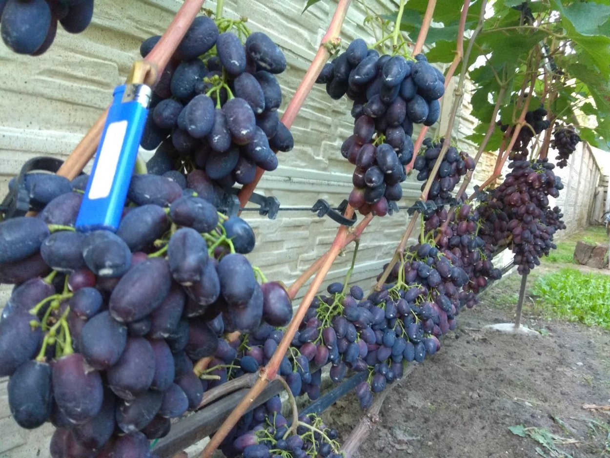 Самый большой сорт винограда в мире