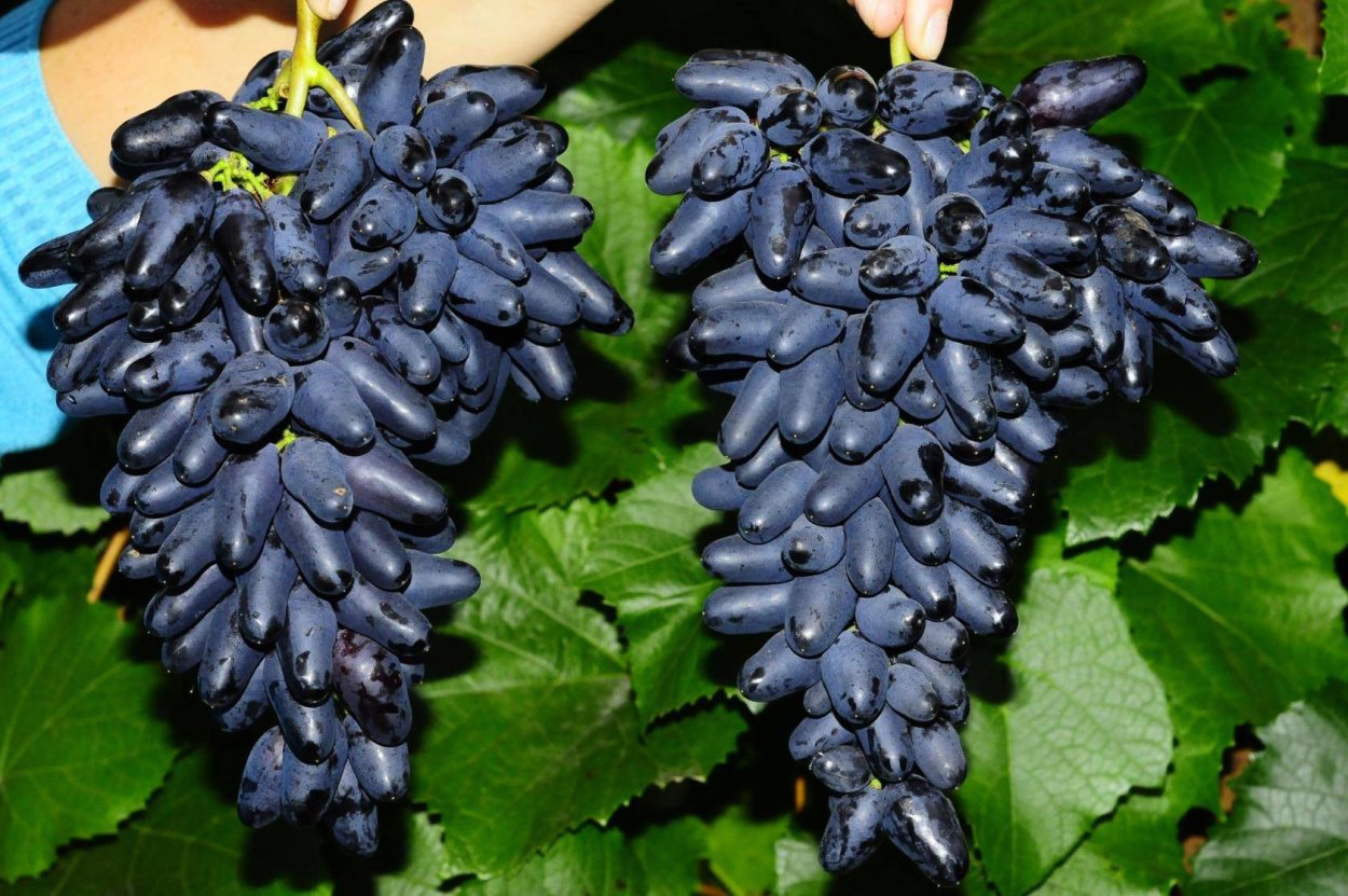 Одесский сувенир сорт винограда