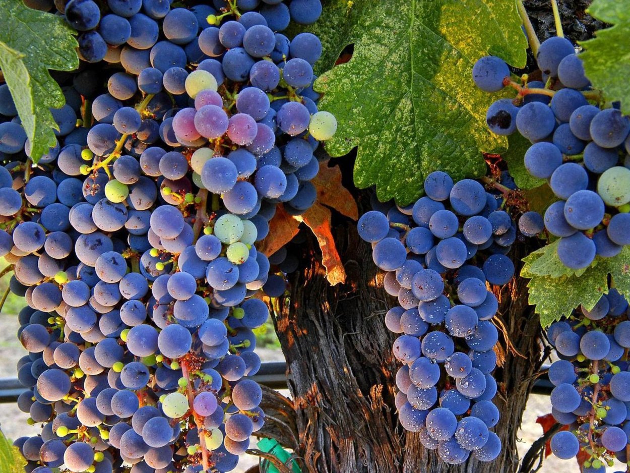 Ломиаури сорт винограда