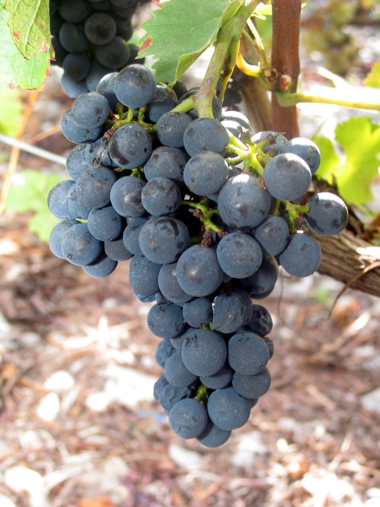 Виноград Изабелла лаза