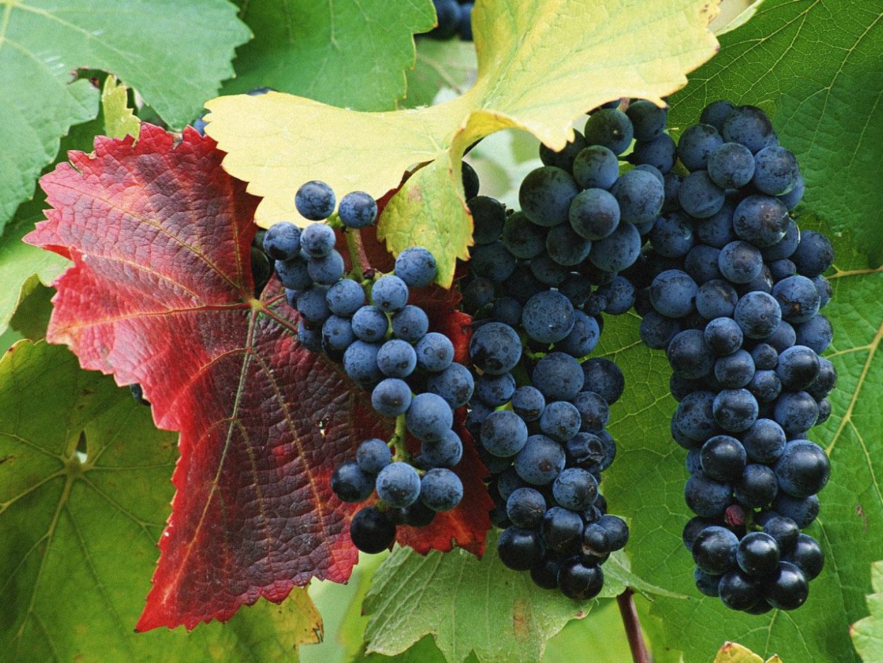 Сорт винограда растрепа